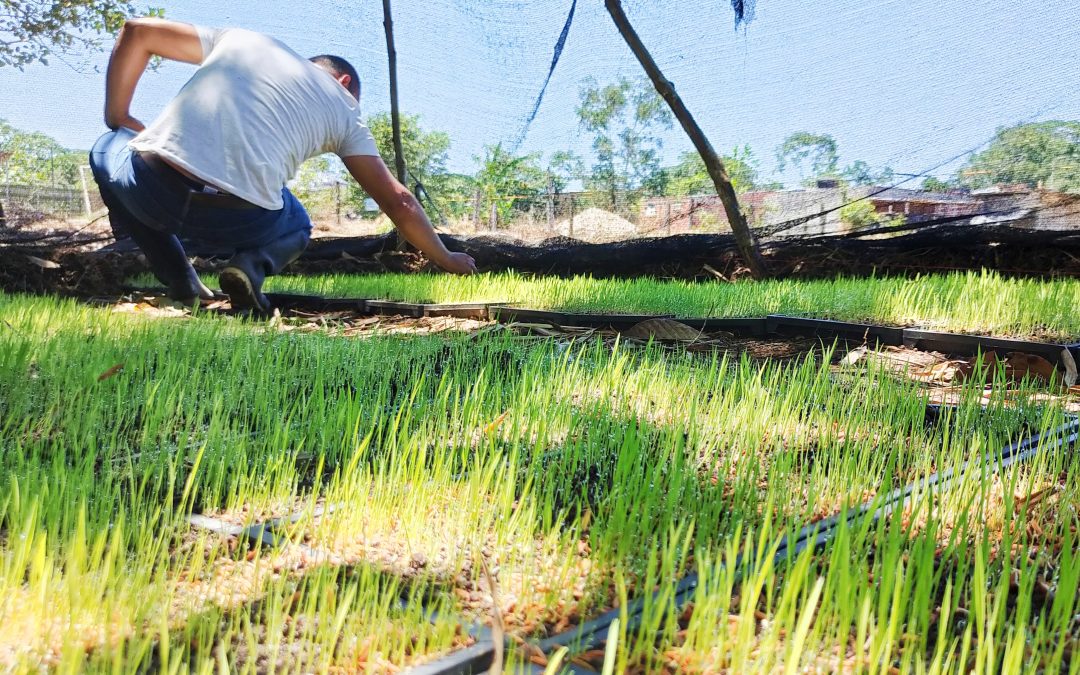 Arroz orgánico, la alternativa económica de la paz sostenible en Putumayo