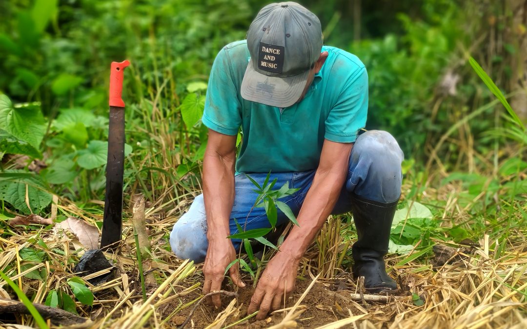 La miel para la paz se produce en el Sur de Córdoba