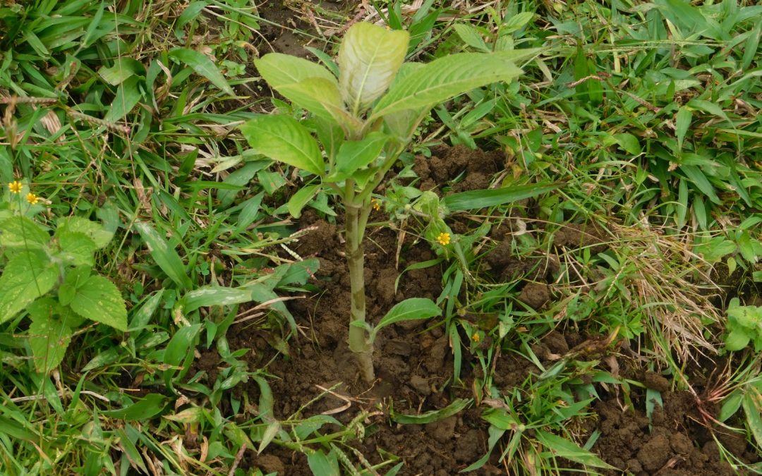 Comunidades indígenas siembran más de 2.000 árboles en área rural de Miranda, Cauca