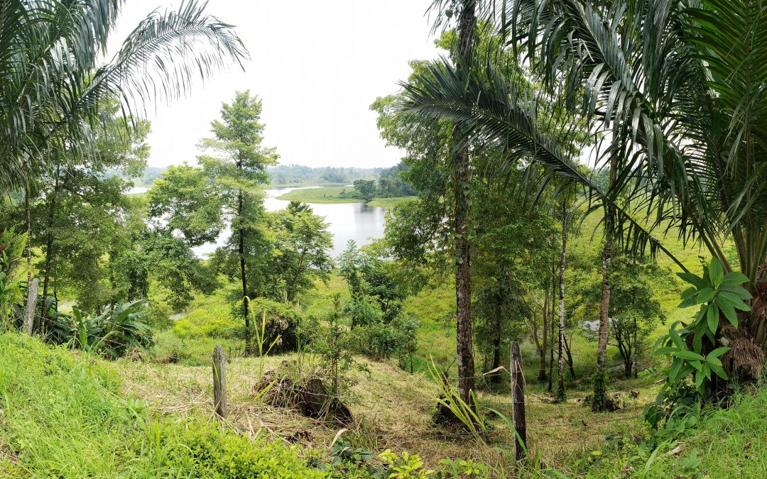 Comunidades rurales protegen más de 23 mil hectáreas de bosques estratégicos con apoyo del Programa Colombia Sostenible