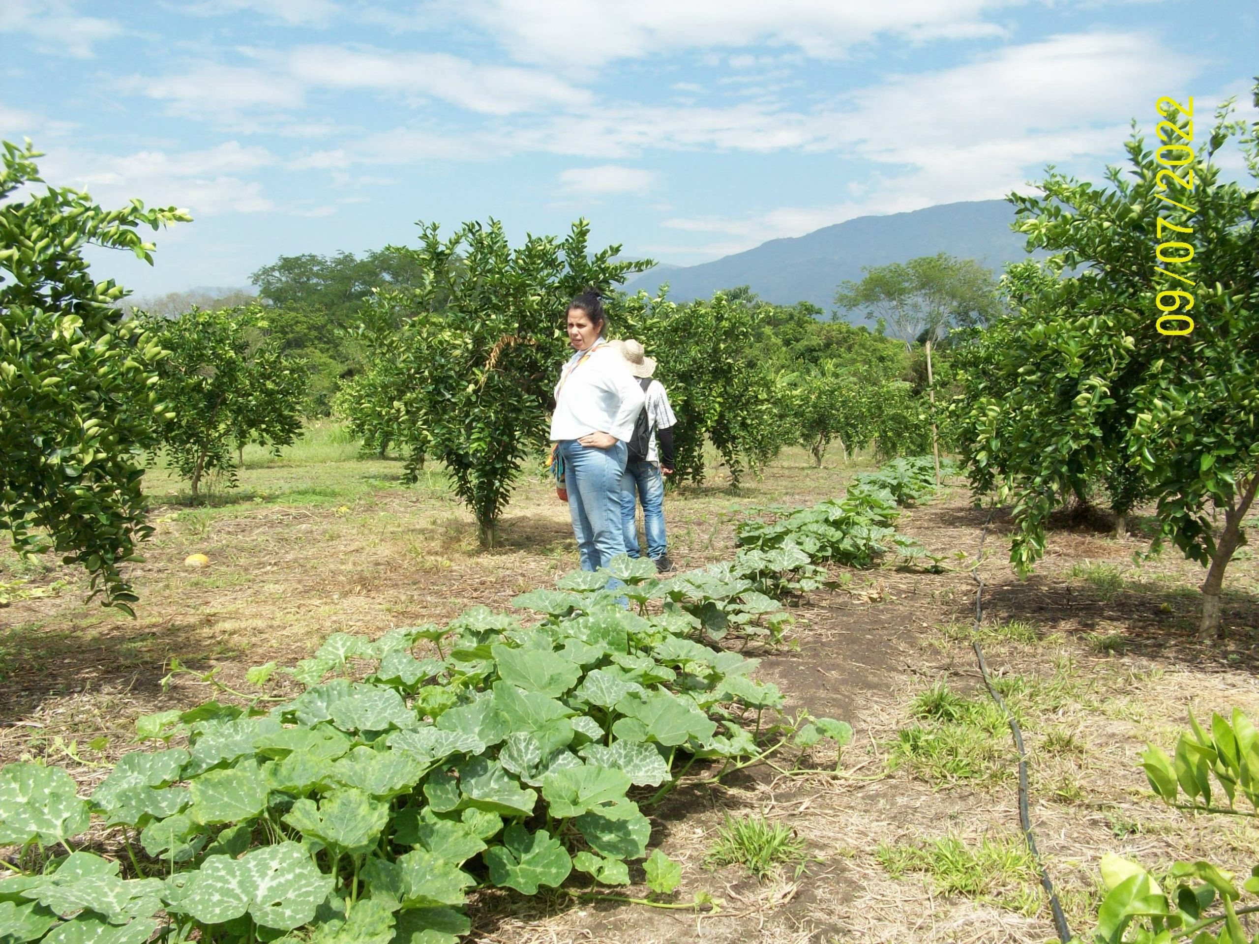 Cultivo de zapallo con limon Patia.