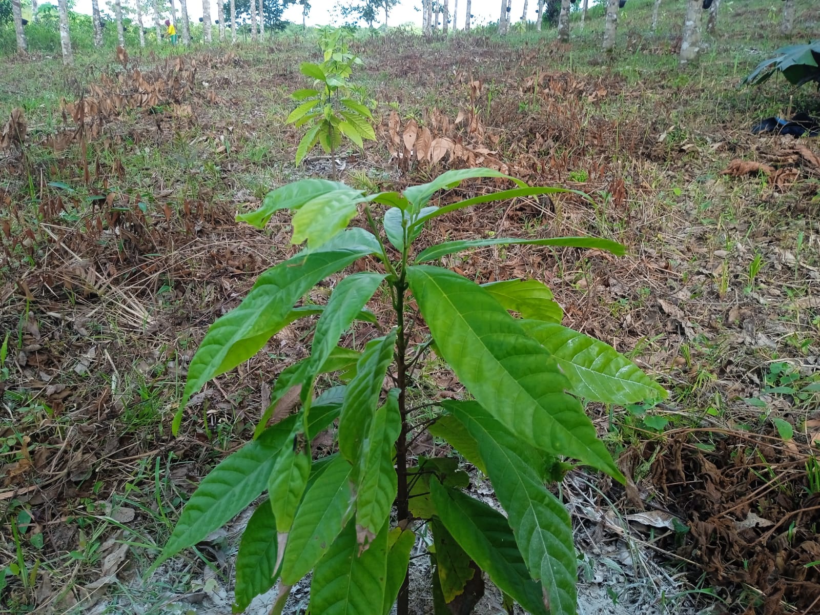 Foto 6