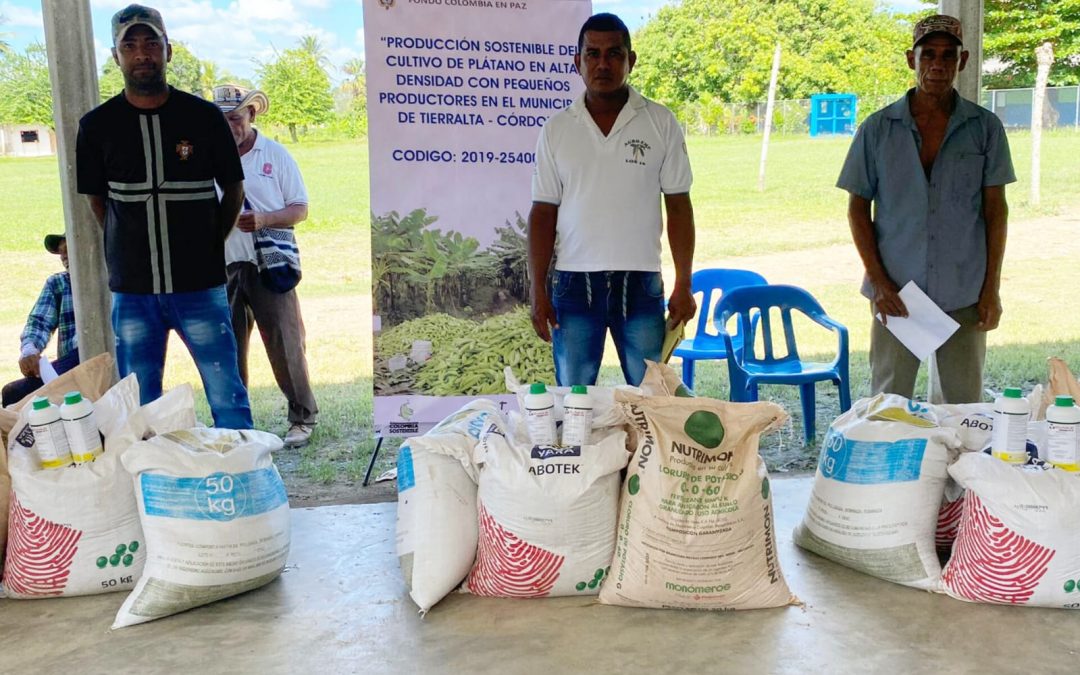 Plátano, el cultivo de la paz en el PDET Sur de Córdoba