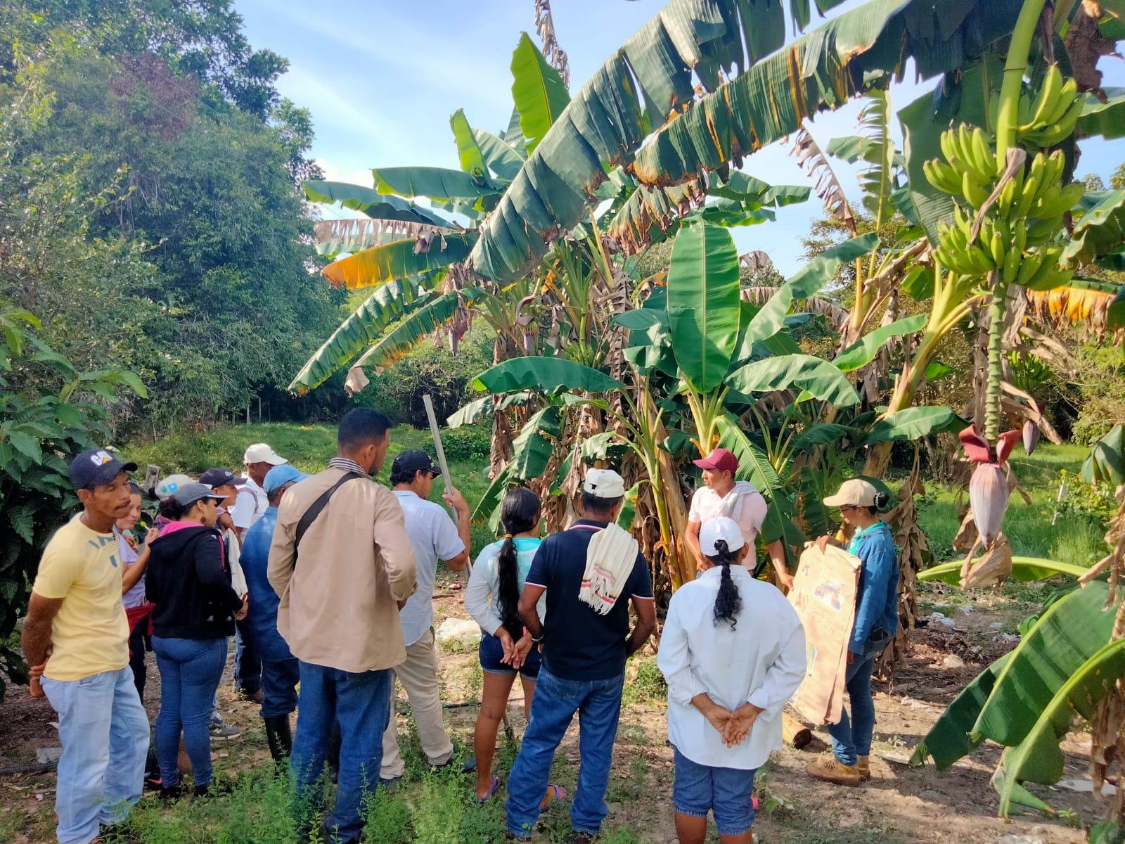 11 - PARTICIPACION DE ECAS EN COMPONENTE AMBIENTAL
