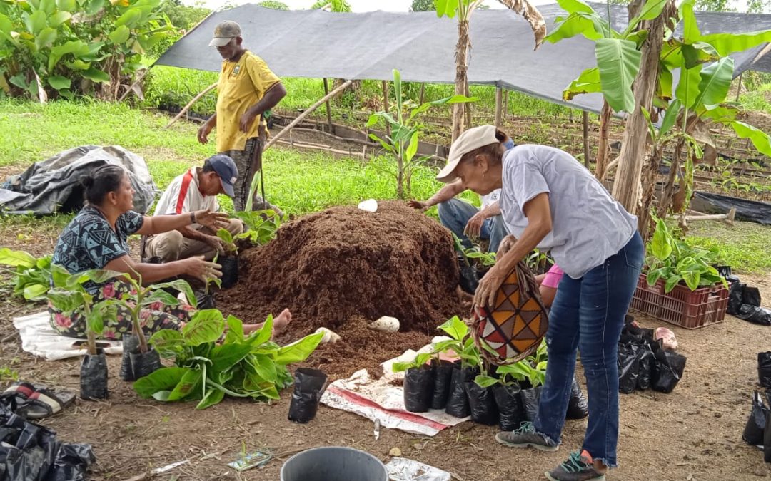 Plátano hartón: el modelo de negocio que se ha convertido en una revolución agrícola sostenible en el Bajo Cauca