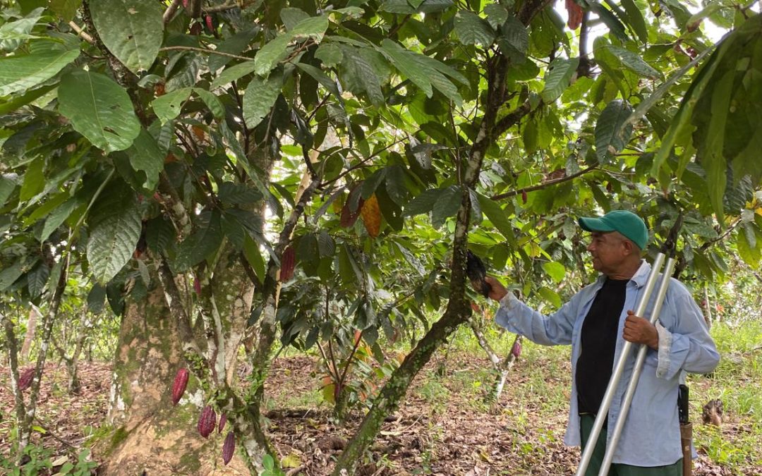 Familias campesinas del Putumayo producen cacao para aportar al cumplimiento del Acuerdo de Paz