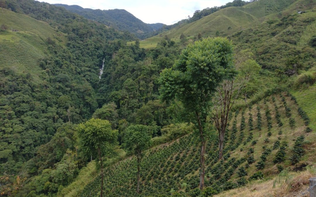 Familias rurales de Chaparral (Tolima) reciben incentivos económicos por proteger el bosque alto andino