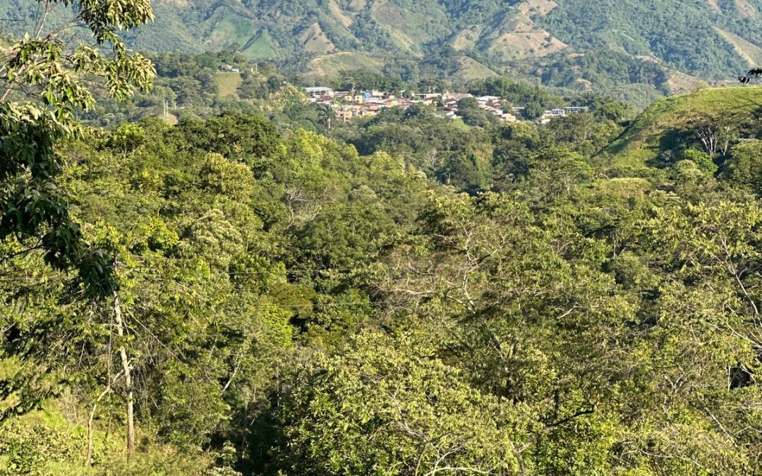 Programa Colombia Sostenible promueve la conservación de 23 mil hectáreas de bosques