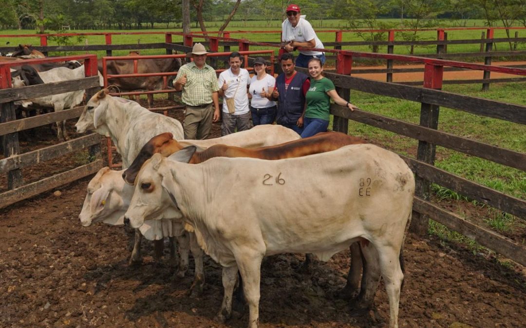 Invertimos cerca de 3.400 millones de pesos para impulsar 197 modelos ganaderos sostenibles en Puerto Rico, Meta