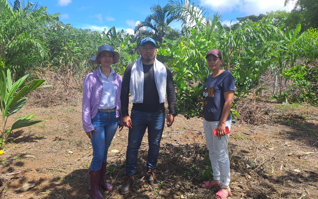 Limón y Aguacate: la promisoria apuesta agrícola en El Tambo, Cauca