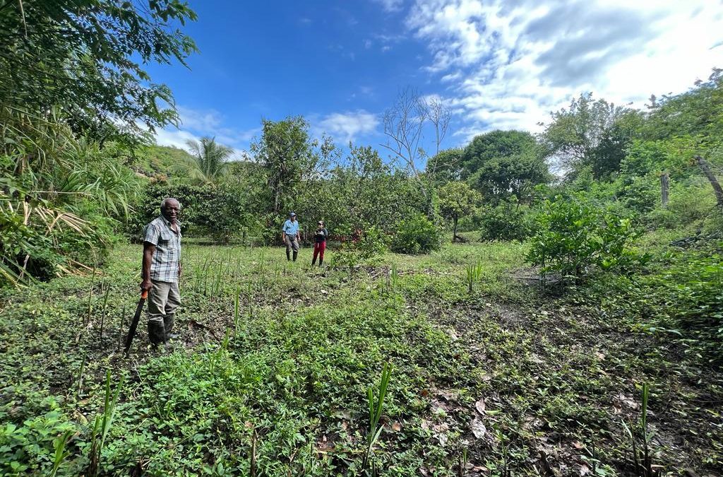 Restauran los bosques en la Región del Alto Patía en pro de un ‘futuro sostenible’