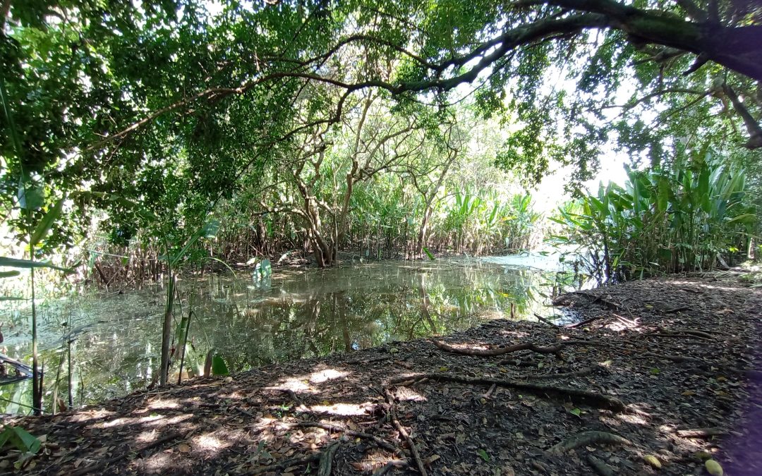 BanCO2: el proyecto agroambiental que revoluciona el campo en Remedios y Yondó
