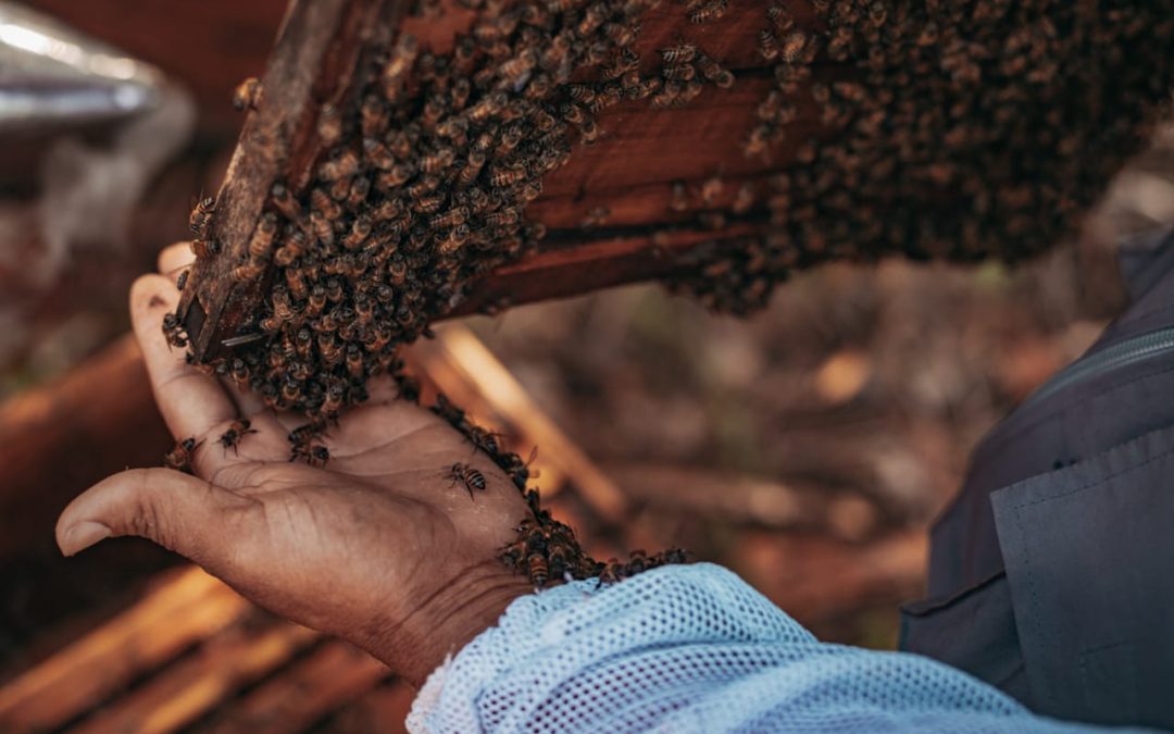 Innovador proyecto apícola transforma la producción de miel en el Bajo Cauca antioqueño