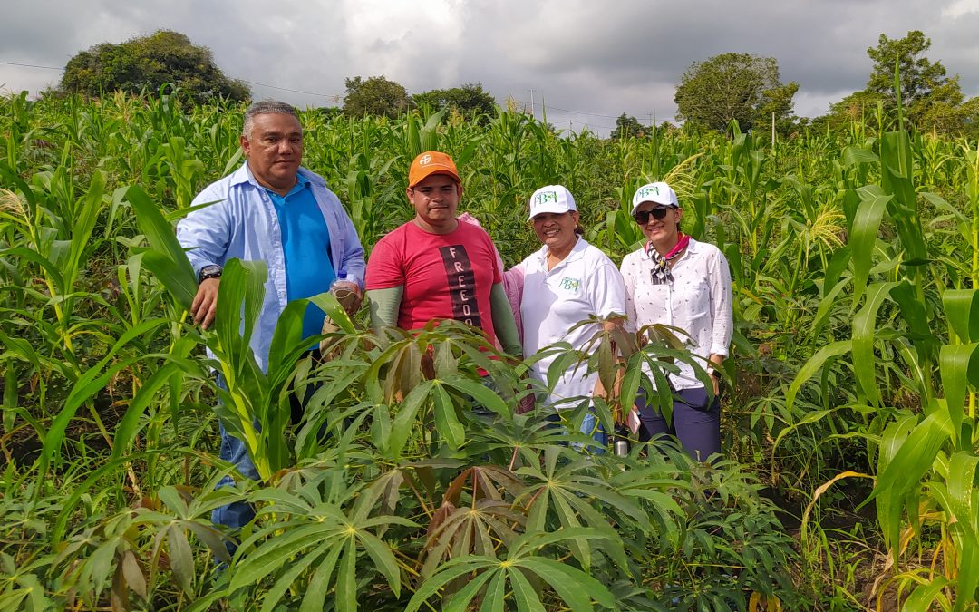 En Ovejas, Sucre, producen ñame, maíz y frutales para aportar en la implementación del Acuerdo de Paz