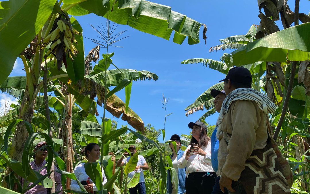 Familias campesinas del Cesar implementan el Acuerdo de Paz produciendo cacao para mejorar su economía rural